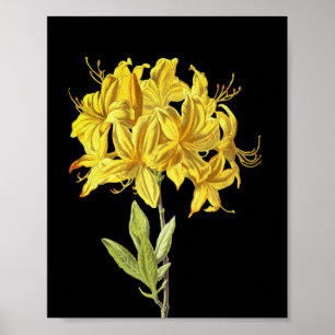 Póster Rhododendron luteum (Azalea póntica)