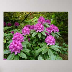 Póster Rhododendron Ponticum