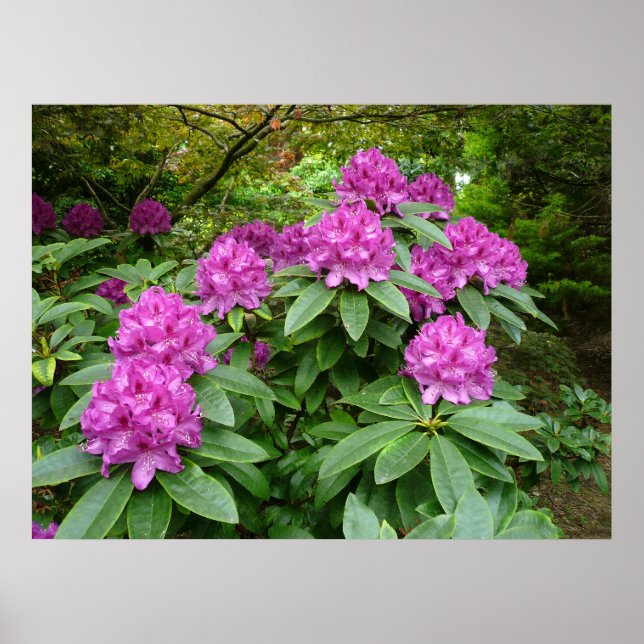 Póster Rhododendron Ponticum (Frente)