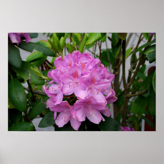 Póster Rhododendron Poster