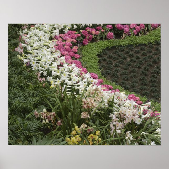 Póster Rhododendron (Rhododendron catawbiense Heath) (Frente)