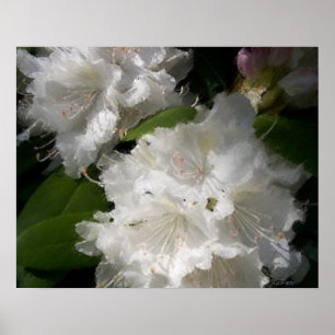 Póster Rhododendrons Blancos Boceto Suave
