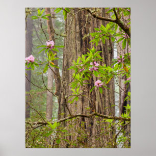 Póster Rhododendrons en flor   Redwoods State Park,CA