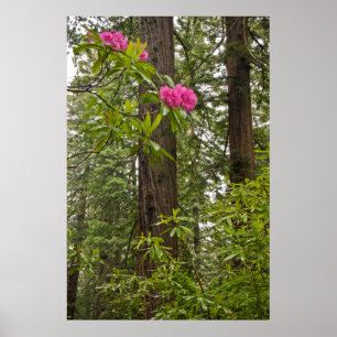 Póster Rhododendrons floreciendo con árboles de secuoya c