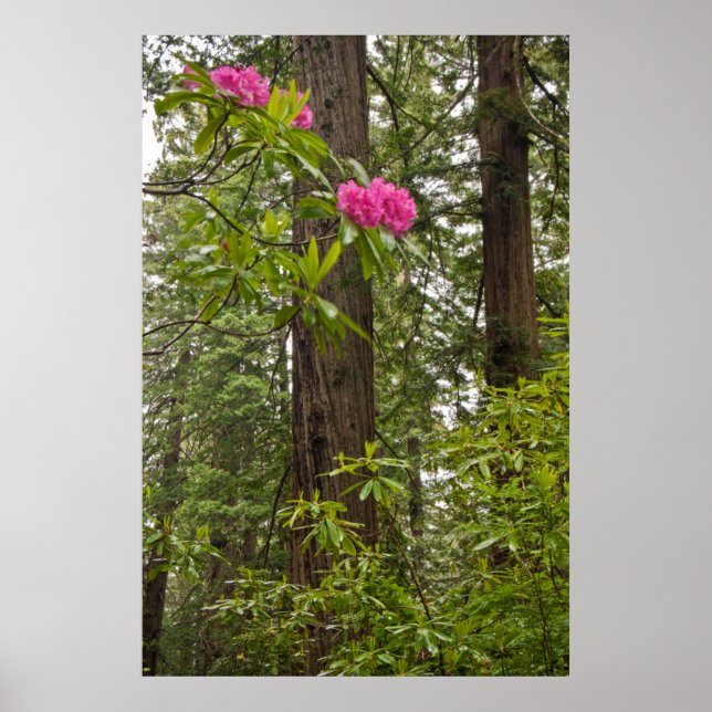 Póster Rhododendrons floreciendo con árboles de secuoya c (Frente)