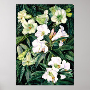 Póster Rhododendrons of North India