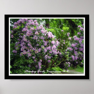 Póster Rhododendrons púrpuras