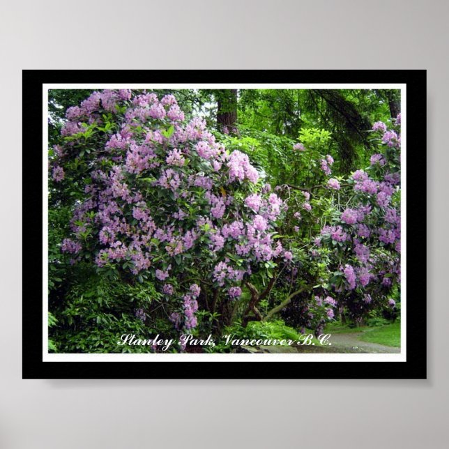 Póster Rhododendrons púrpuras (Frente)