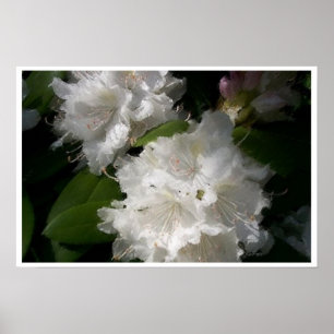 Póster Rhododendros blancos blandos