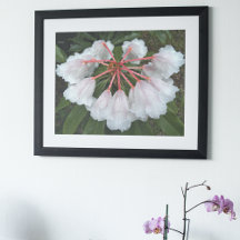 Rhododendros en forma de campana Floral Fotográfic