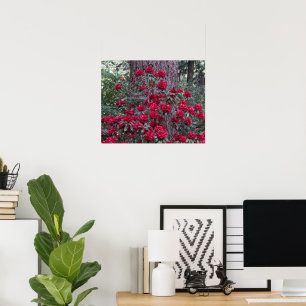 Póster Rhododendros Rojo Profundo Floral Fotográfico