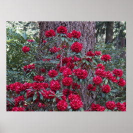 Póster Rhododendros Rojo Profundo Floral Fotográfico