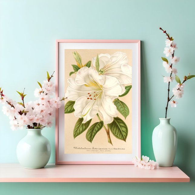Póster Rhododendrum Sesterianum Floral (Subido por el creador)
