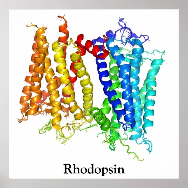 Póster Rhodopsin (Frente)
