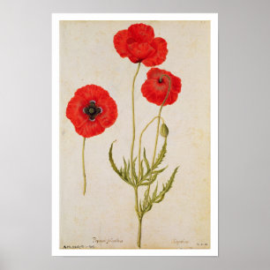 Póster Rhoeas de Papavar, c.1568