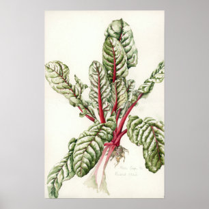 Póster Rhubarb Chard 1992