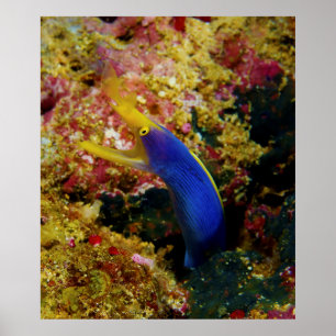 Póster Ribbon Eel Rhinomuraena Quaesita Bernis Eel