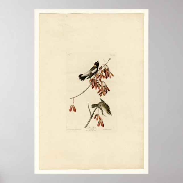 Póster Rice Bird (Frente)