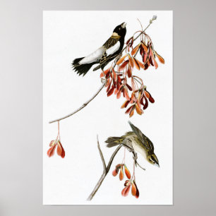 Póster Rice Bird John James Audubon Birds of America