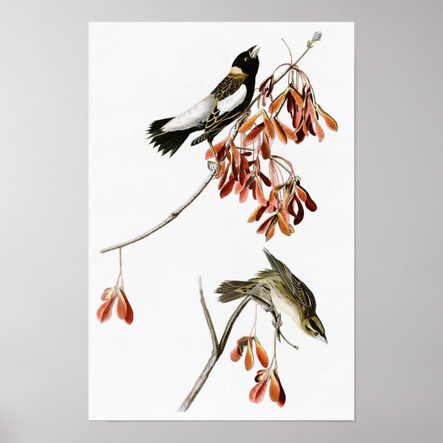 Póster Rice Bird John James Audubon Birds of America (Frente)