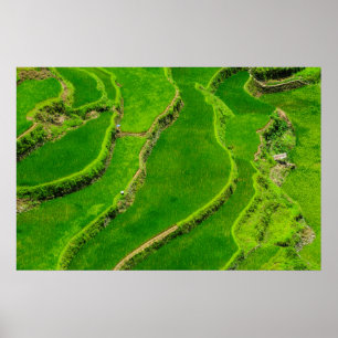 Póster Rice Terraces