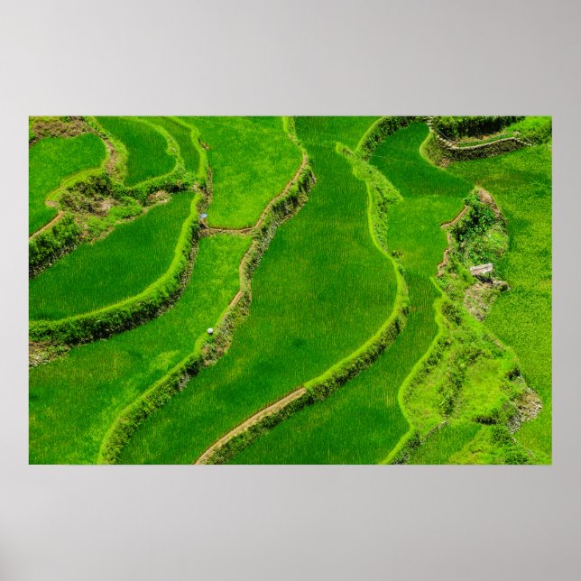 Póster Rice Terraces (Frente)