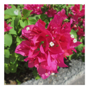 Póster Rich Red Bougainvillea