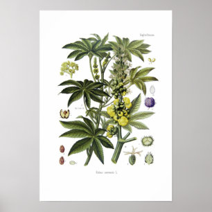 Póster Ricinus communis (planta de aceite de Castor)