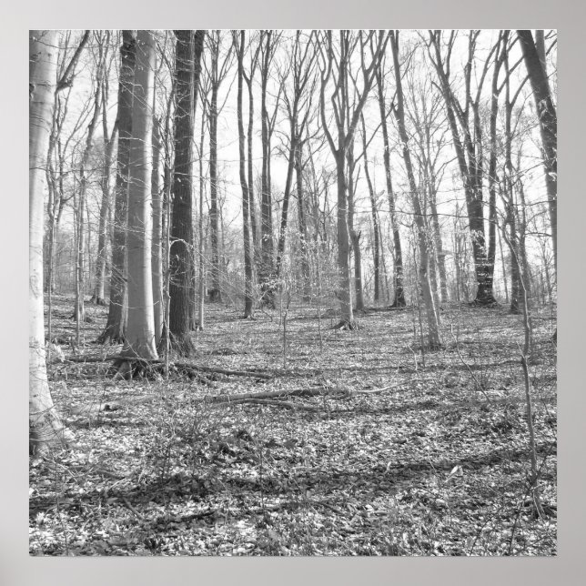 Póster Ridley Creek State Park (Frente)