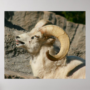 Póster Ríe divertida oveja bighorn o Ram