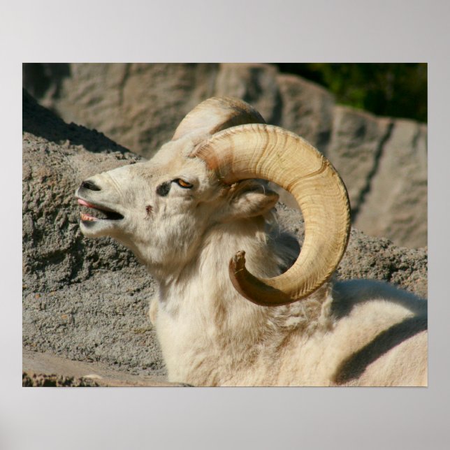 Póster Ríe divertida oveja bighorn o Ram (Frente)
