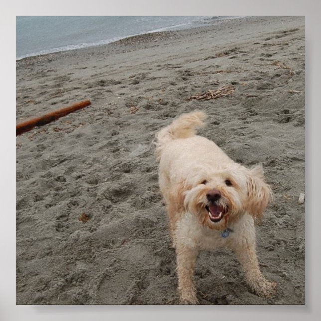 Póster riéndose chuk2 (Frente)