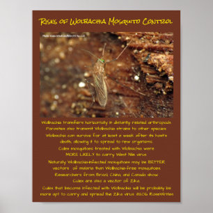 Póster Riesgos de control de mosquitos Wolbachia por Rose