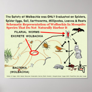 Póster Riesgos Wolbachia-Infectados del mosquito por