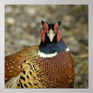 Póster Ring Necl Pheasant
