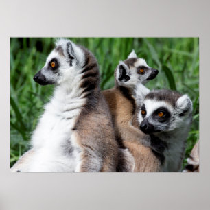 Póster Ring-tailed Lemur Family