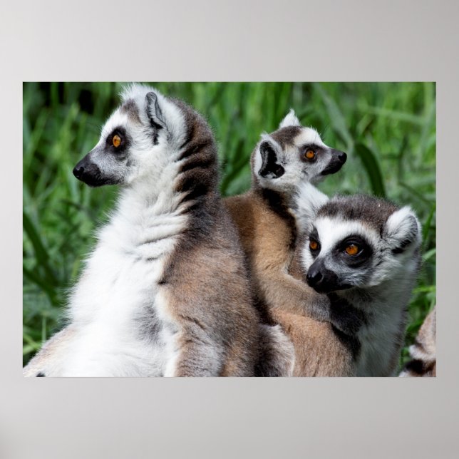 Póster Ring-tailed Lemur Family (Frente)