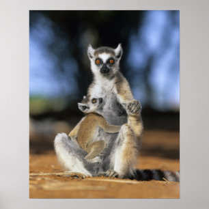 Póster Ring-tailed Lemur, (Lemur catta), Mother and