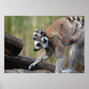 Póster Ring-Tailed Lemur Mother And Baby