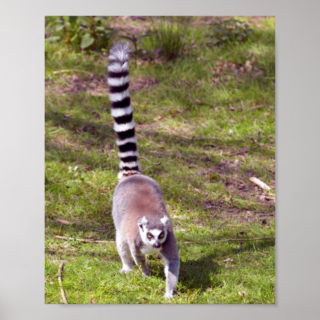Póster Ring-tailed lemur walking on grass (Frente)