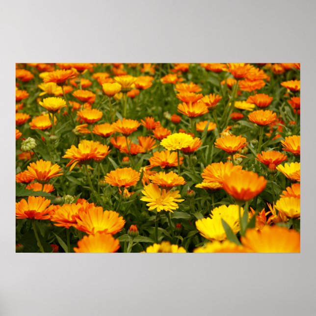 Póster Ringelblume (Frente)