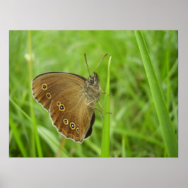 Póster Ringlet Butterfly Poster