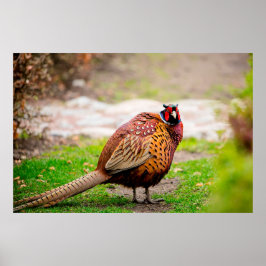 Póster Ringneck Pheasant