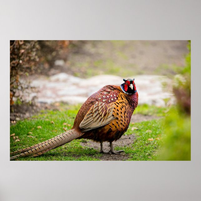 Póster Ringneck Pheasant (Frente)