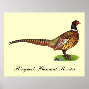 Póster Ringneck Pheasant Rooster
