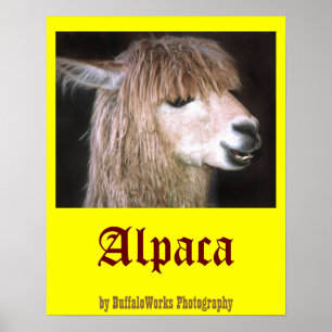 Póster Ringo el Poster de la Alpaca
