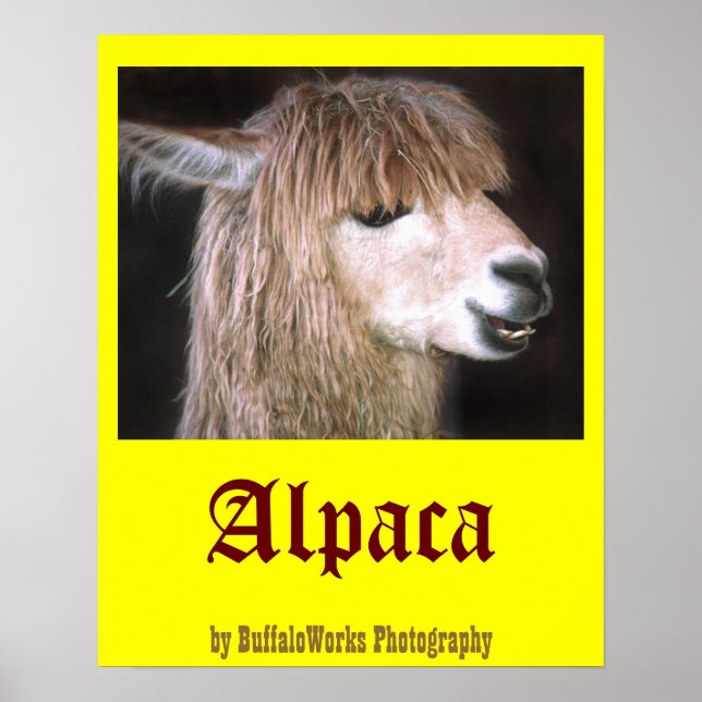 Póster Ringo el Poster de la Alpaca (Frente)