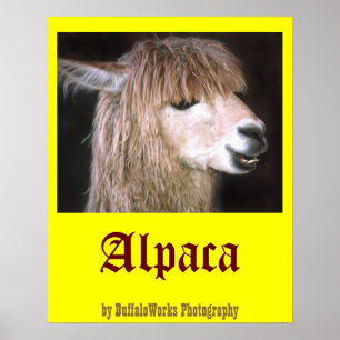 Póster Ringo el Poster de la Alpaca