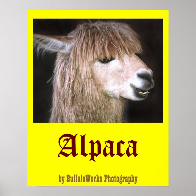 Póster Ringo el Poster de la Alpaca (Frente)