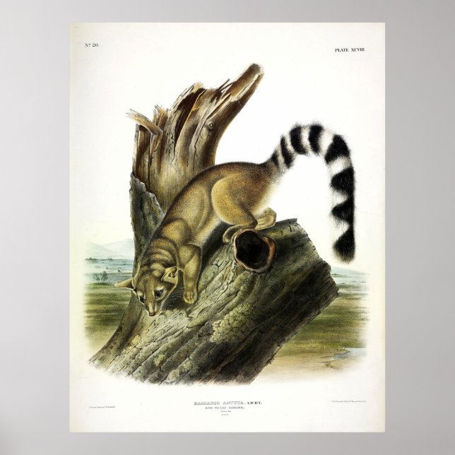 Póster Ringtail (Bassaris de cola anillada, gato de cola  (Frente)